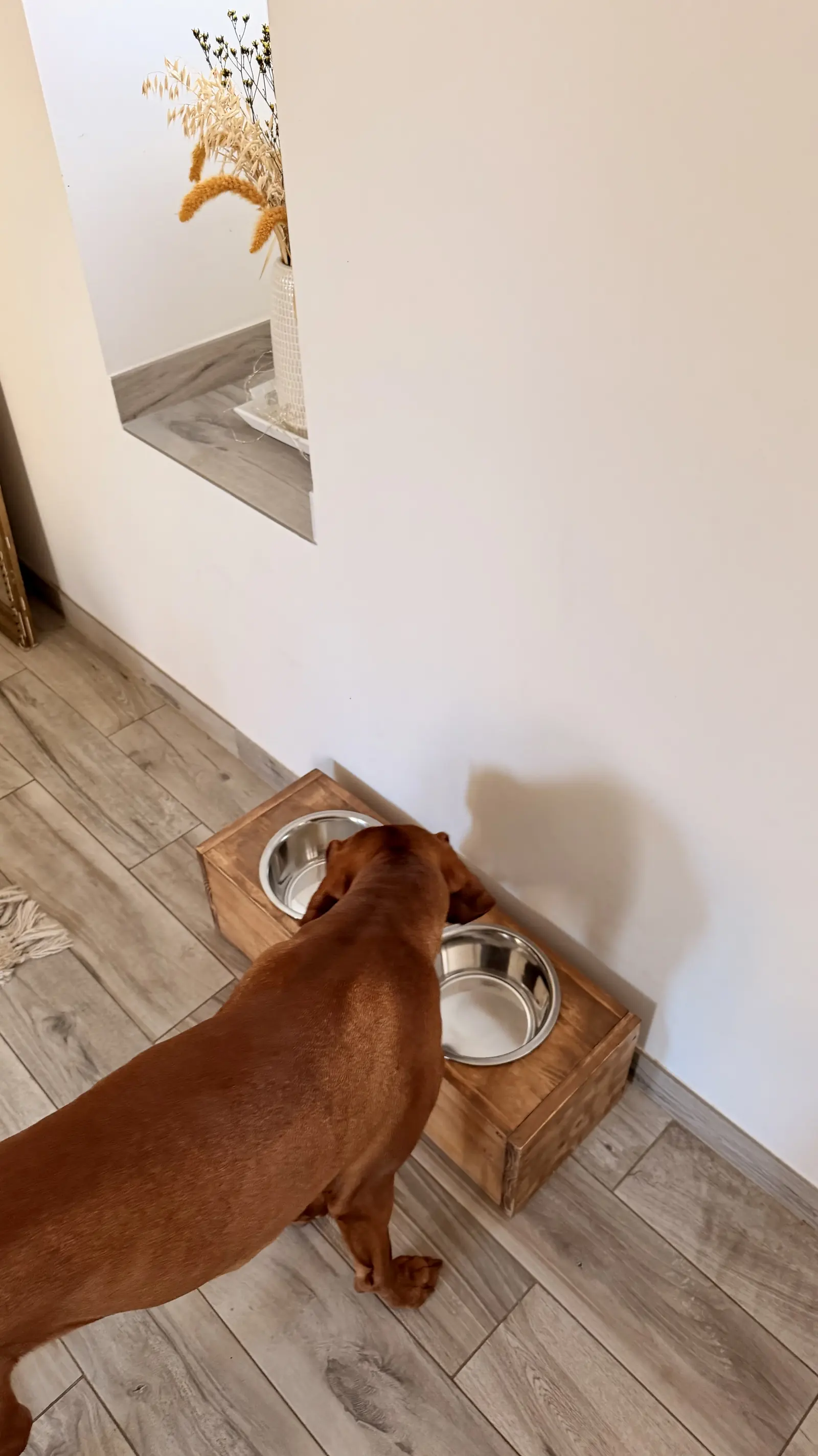 Le « Albus » — Compagnons à 4 pattes