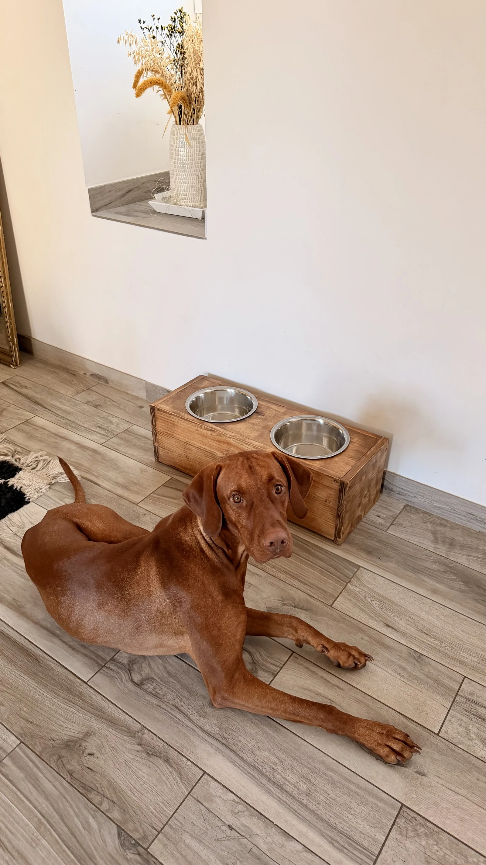 Le « Albus » — Compagnons à 4 pattes