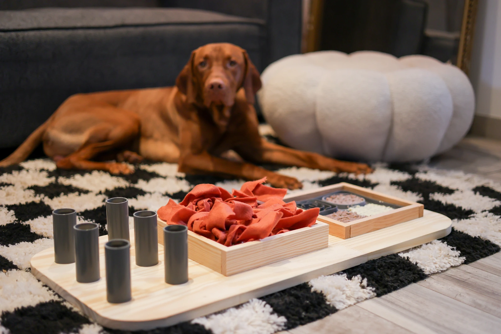 Planche d’occupation en bois pour chien